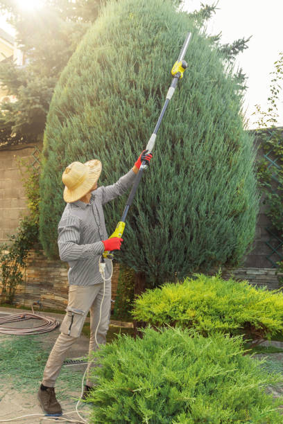 How Our Tree Care Process Works  in  North Browning, MT